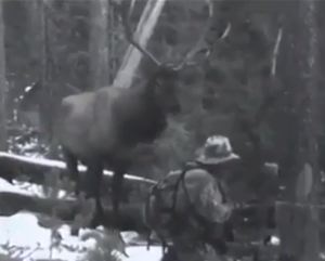 elk talk