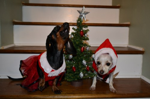 Our Christmas granddogs